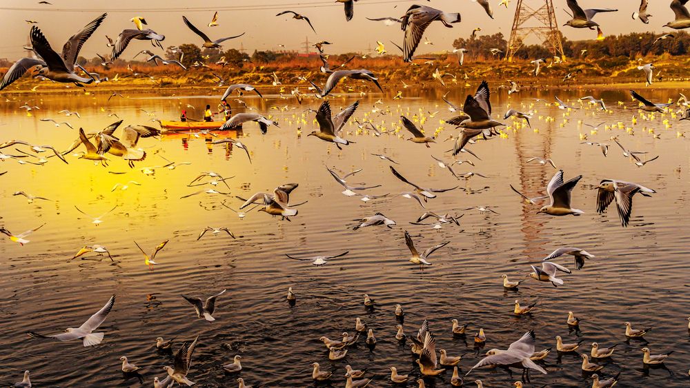 Фотография автора savitri Rawat