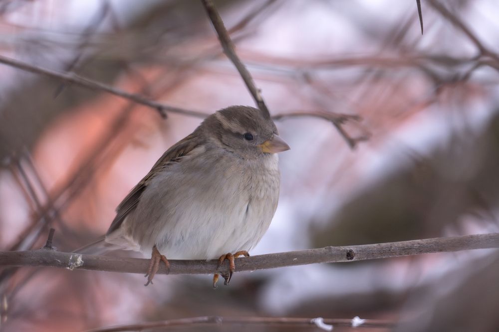 Sparrow
