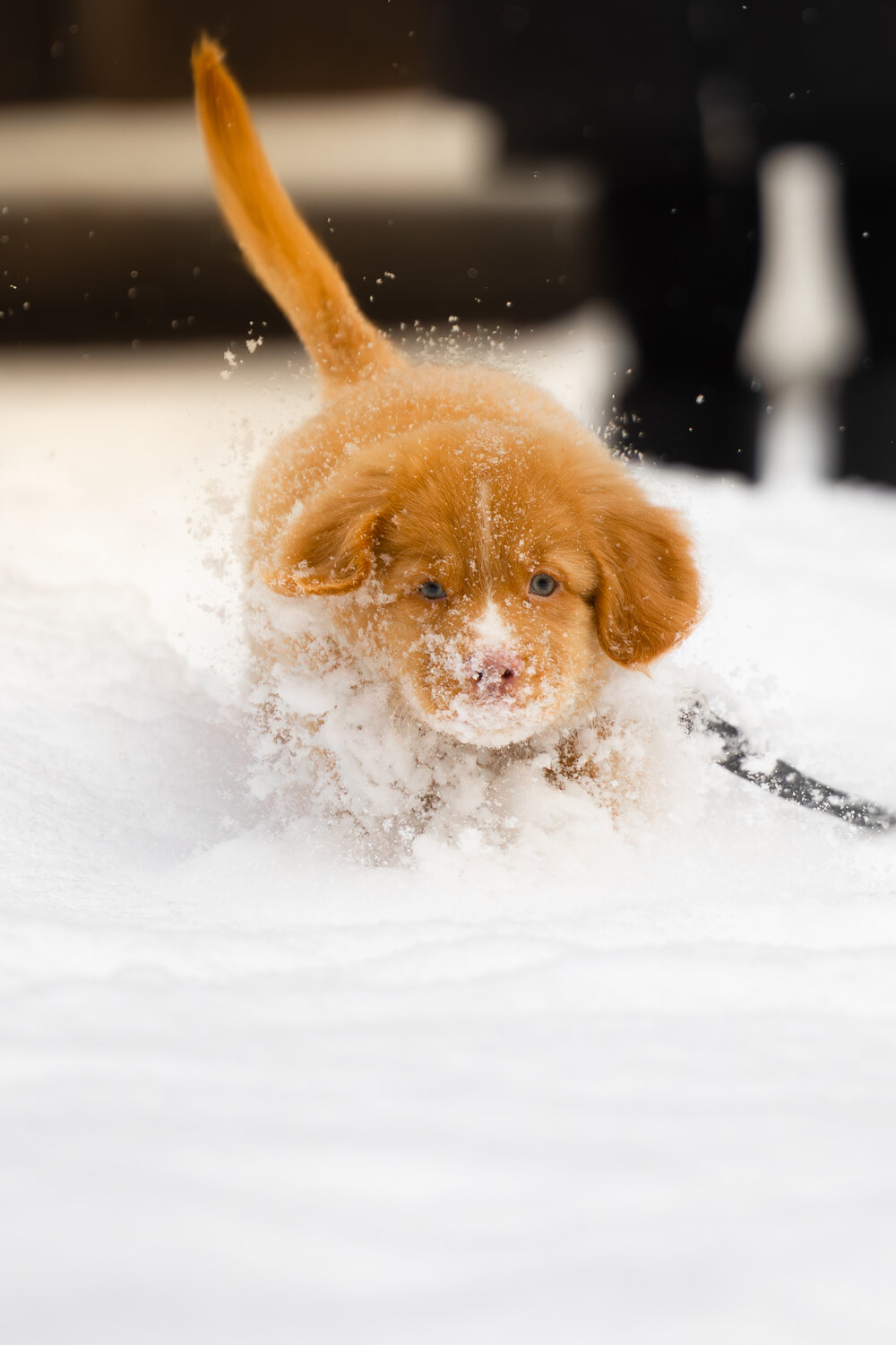 Photo #13248617