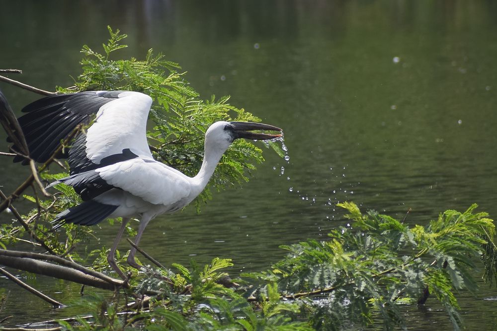 Photograph by Rajesh Kumar