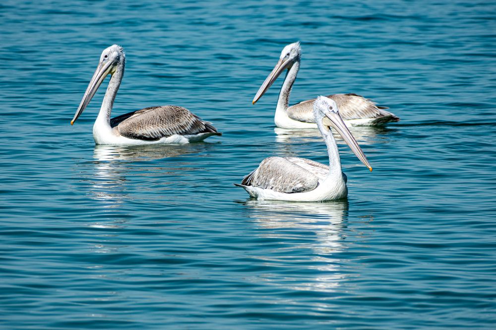 Photograph by Shahrouz Panahi