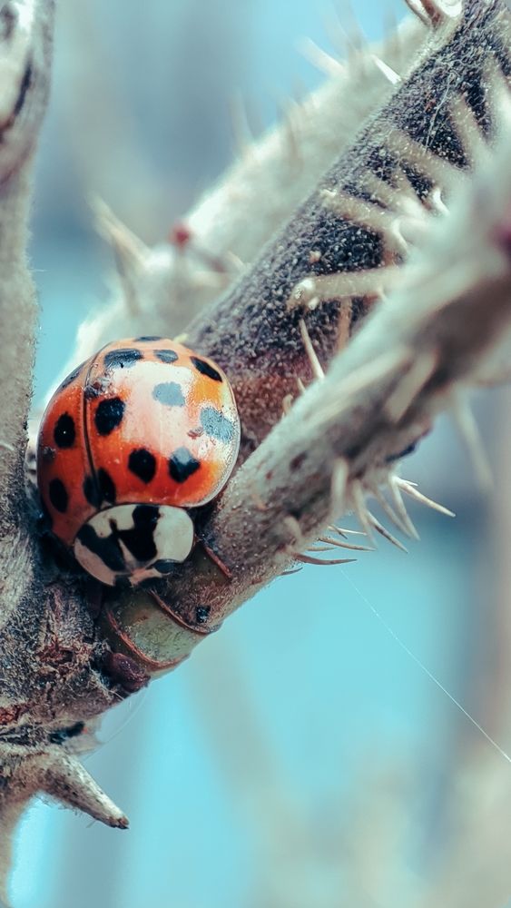 Photograph by Оксана Георгиевна