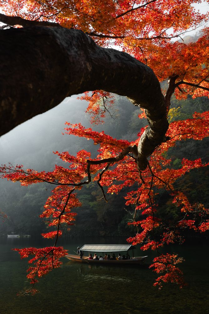 Momiji-trip
