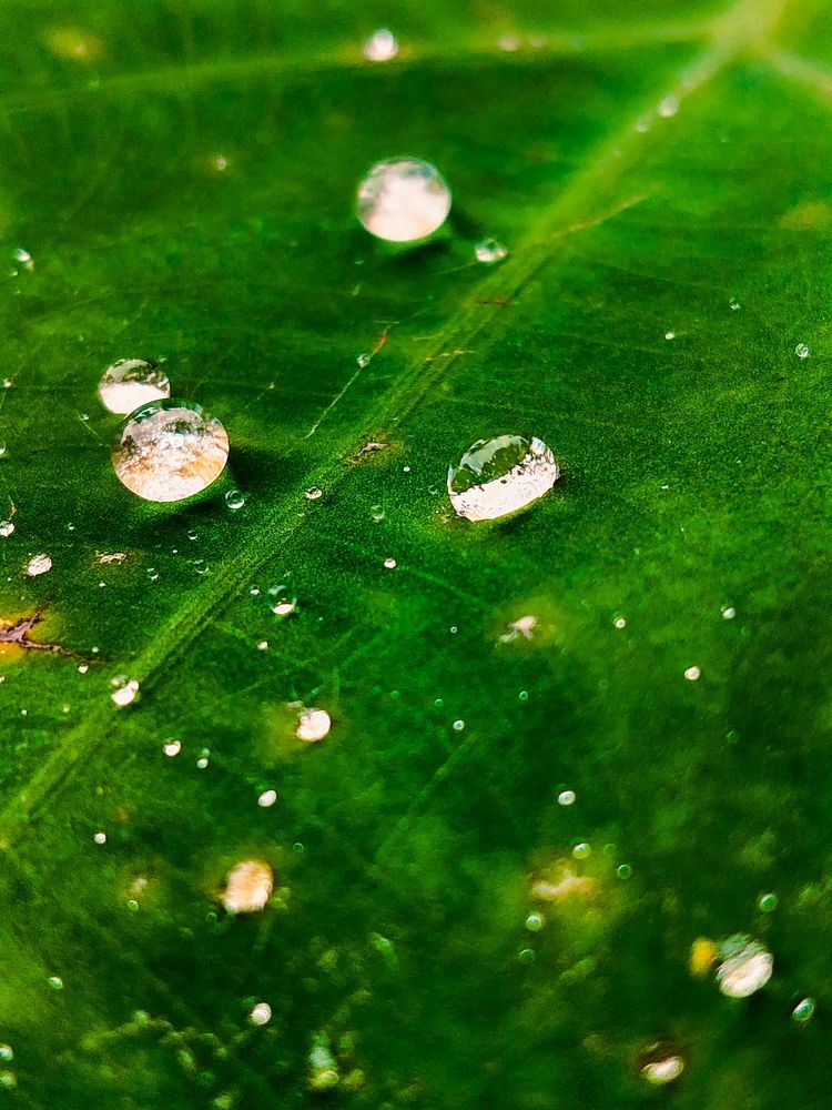 Surface Tension, water droplets