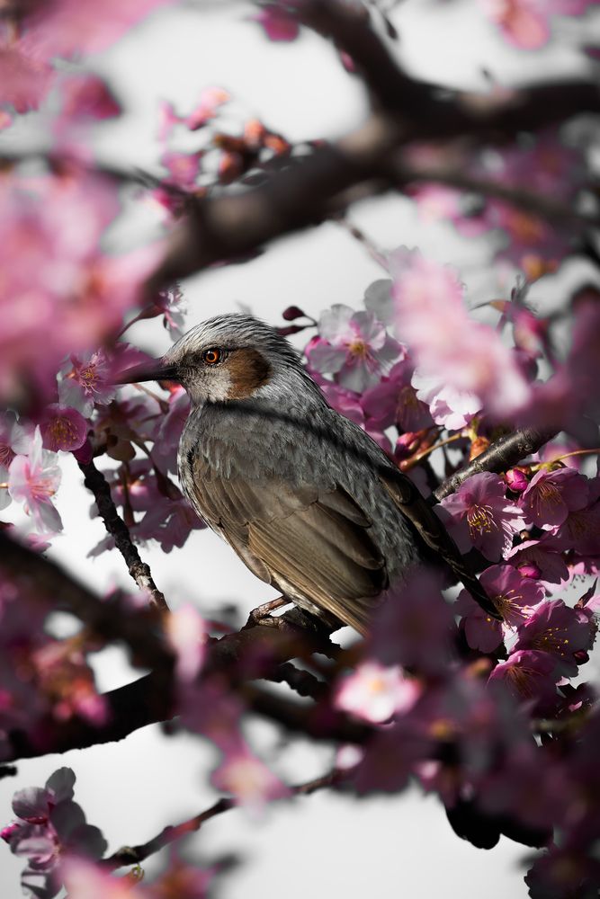 Photograph by Taketo Kazuho