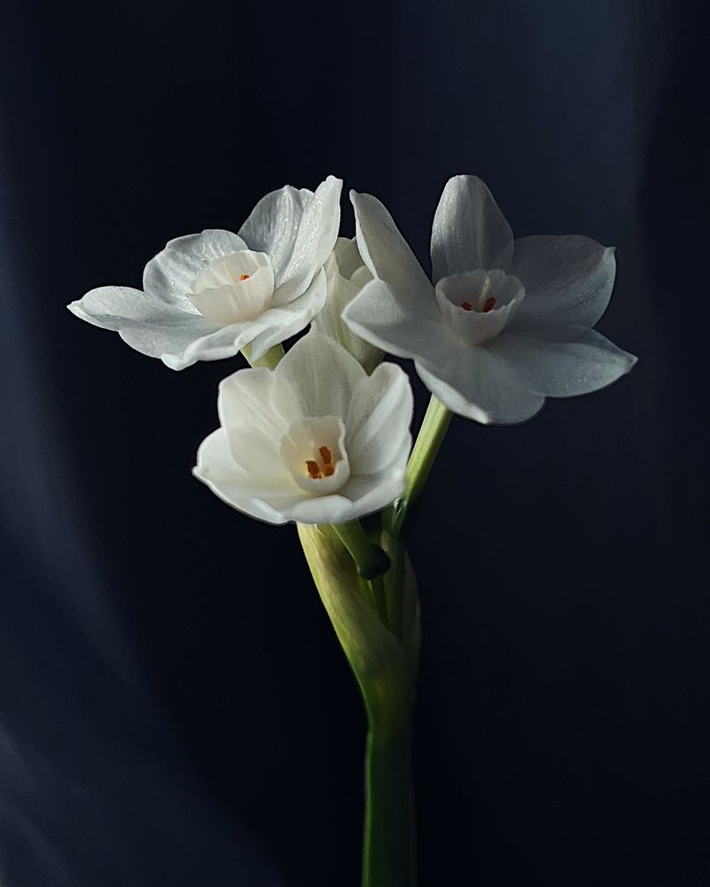 Photograph by Lynn Sh.