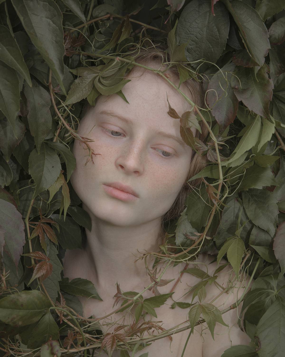 В девичьем винограде