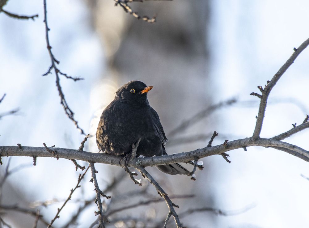 Photograph by Алексей Сиваков