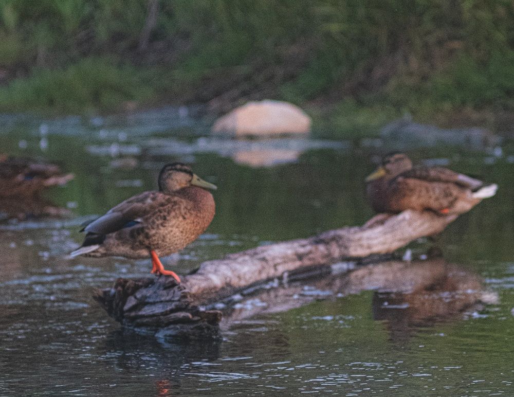 Photograph by Альберт Габбасов