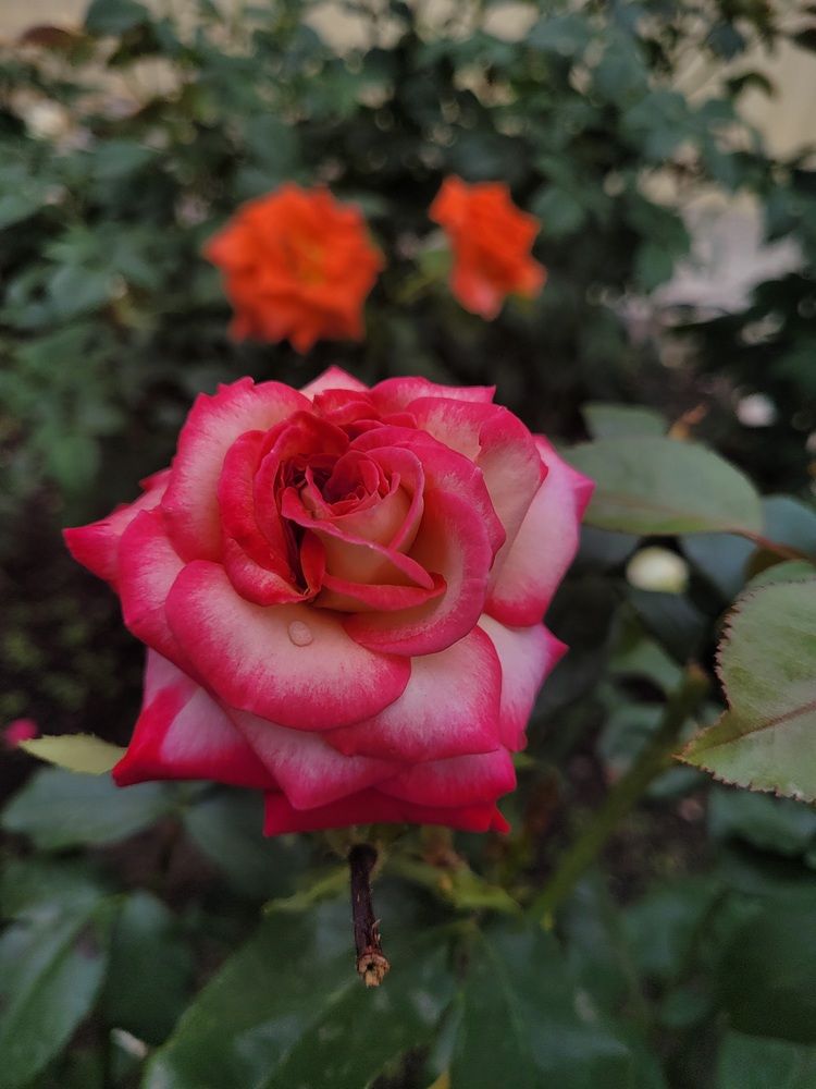 Photograph by natalisina