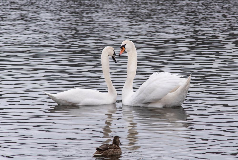 Фотография автора Aliaksandr Shautsou
