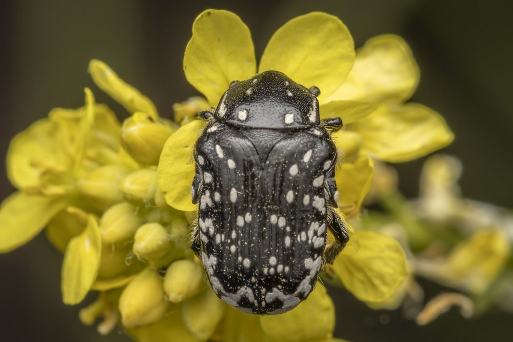 Фотография автора Nikolay Tatarchuk