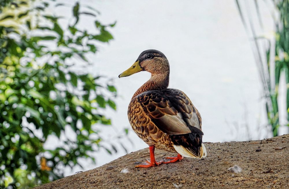 Фотография автора Е лена Е