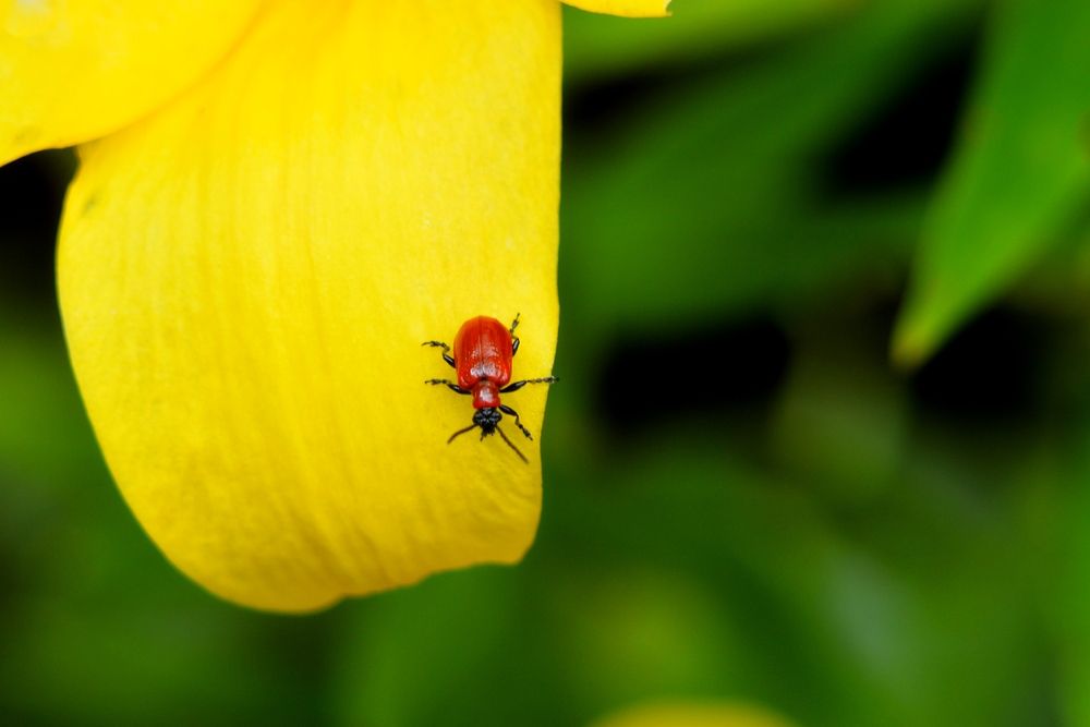 Photograph by Анна Зорька