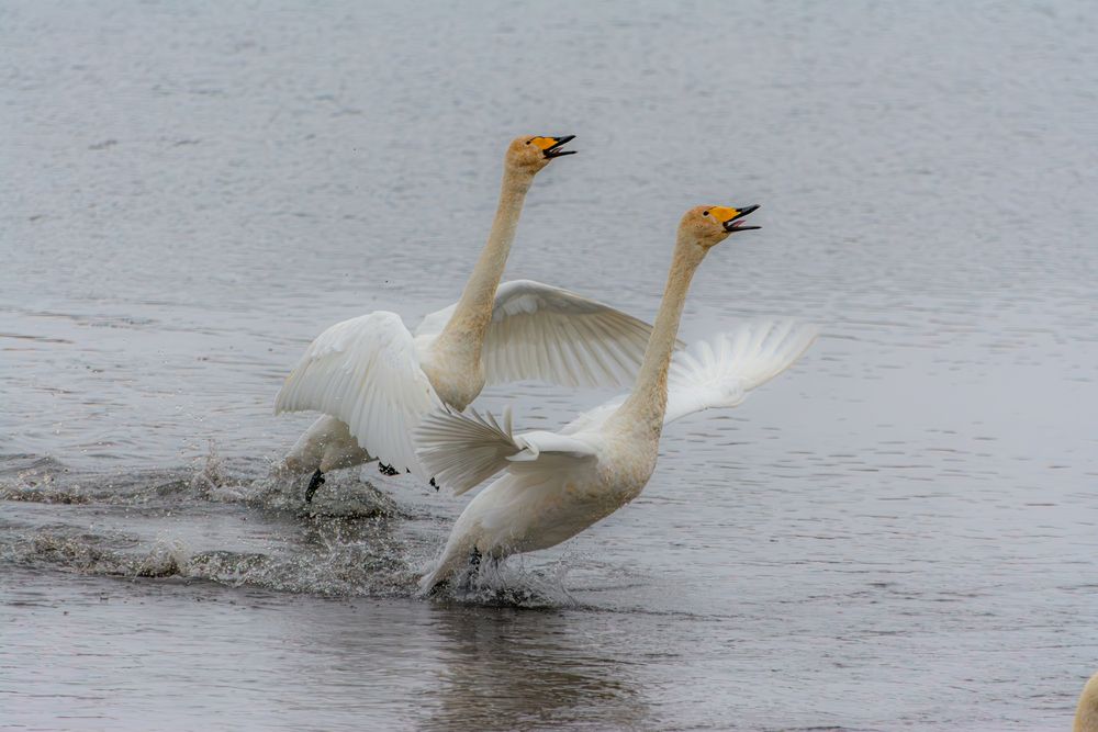 Балет на воде