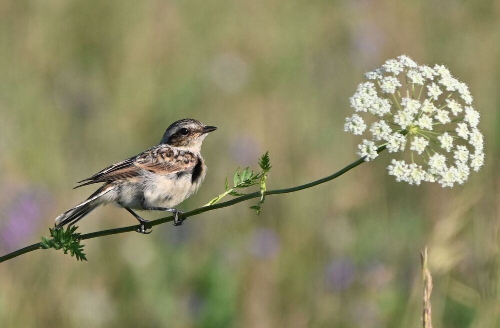 Photograph by Кирилл Верба