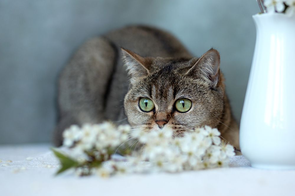 Photograph by Алла Аюпова