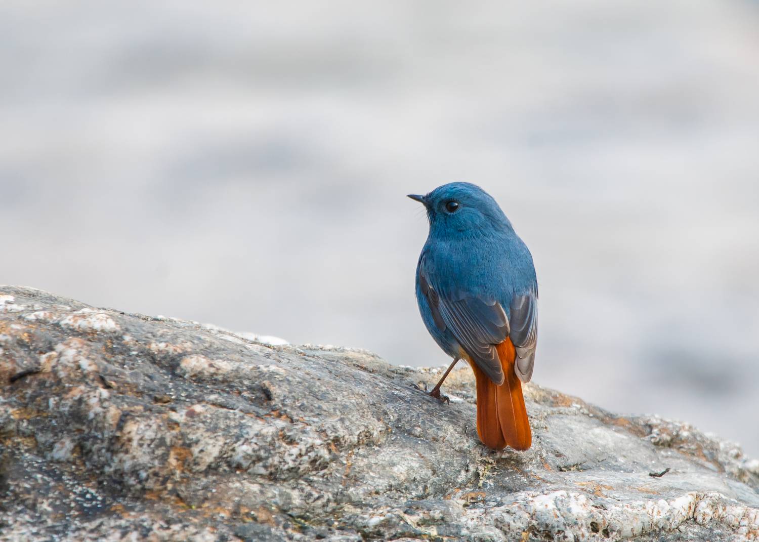 Фотография #13249807