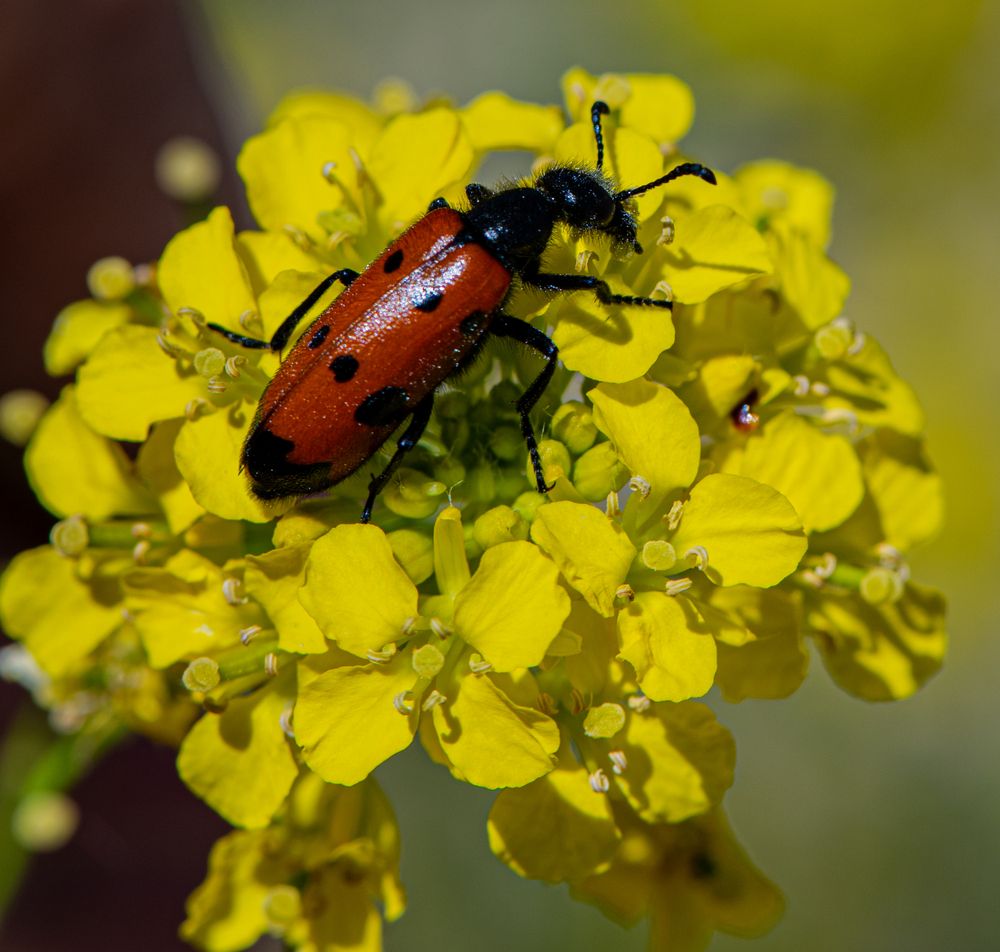 Photograph by Alena Redko