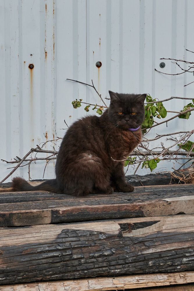 Strict cat