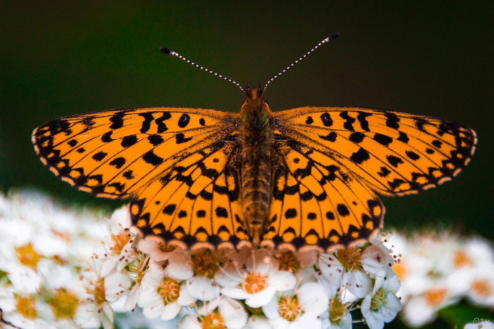 Оранжевое настроение