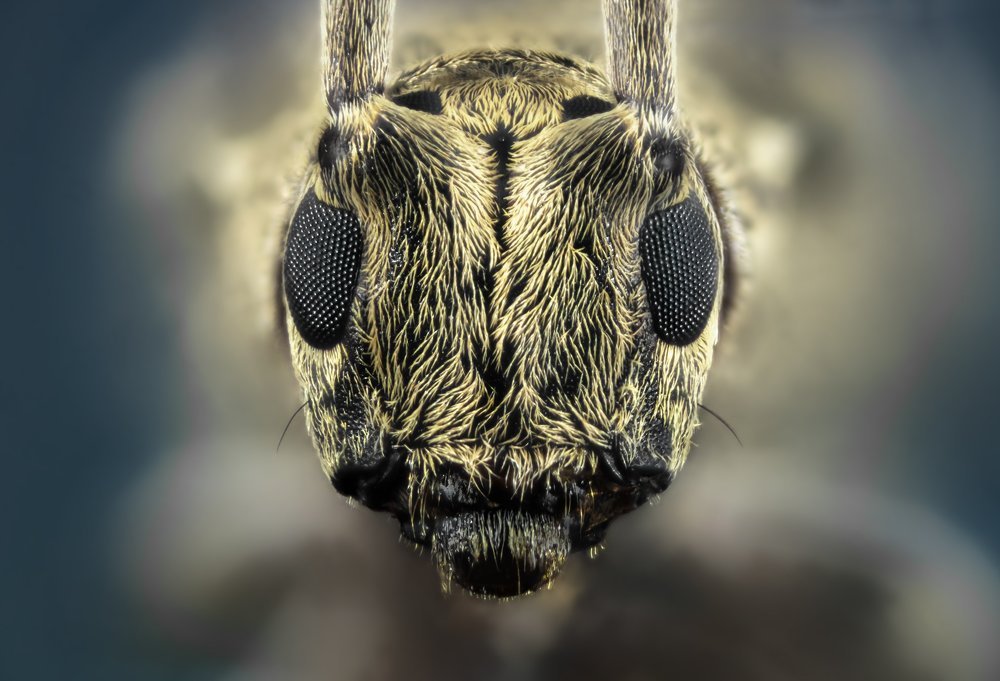 Macro Portrait