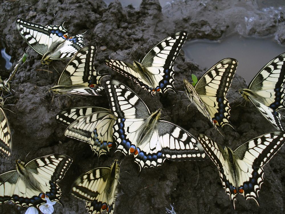 Бал бабочек