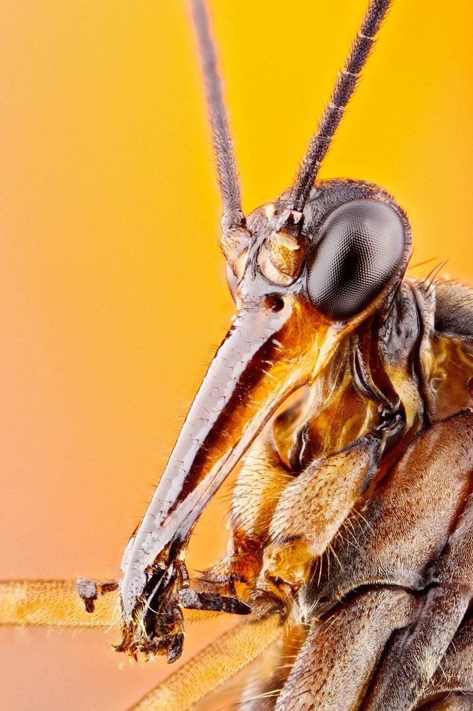 Скорпионница