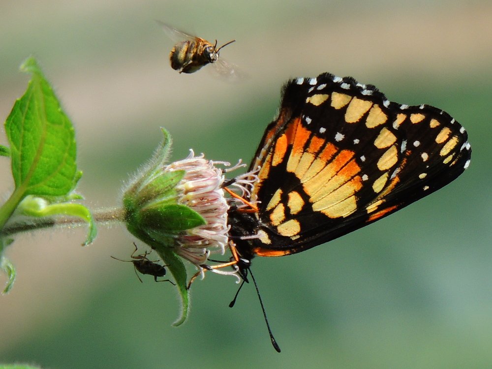 Bee & Butterfly