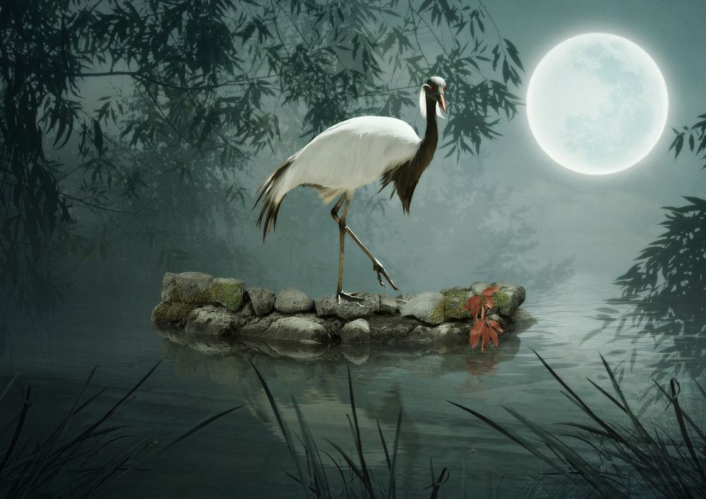 Птица  в лунном свете