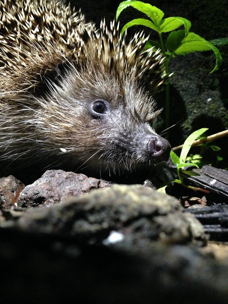 Ночной гость