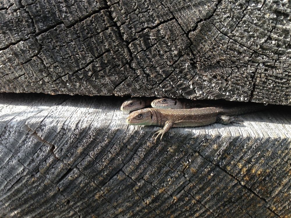 Солнечные ванны