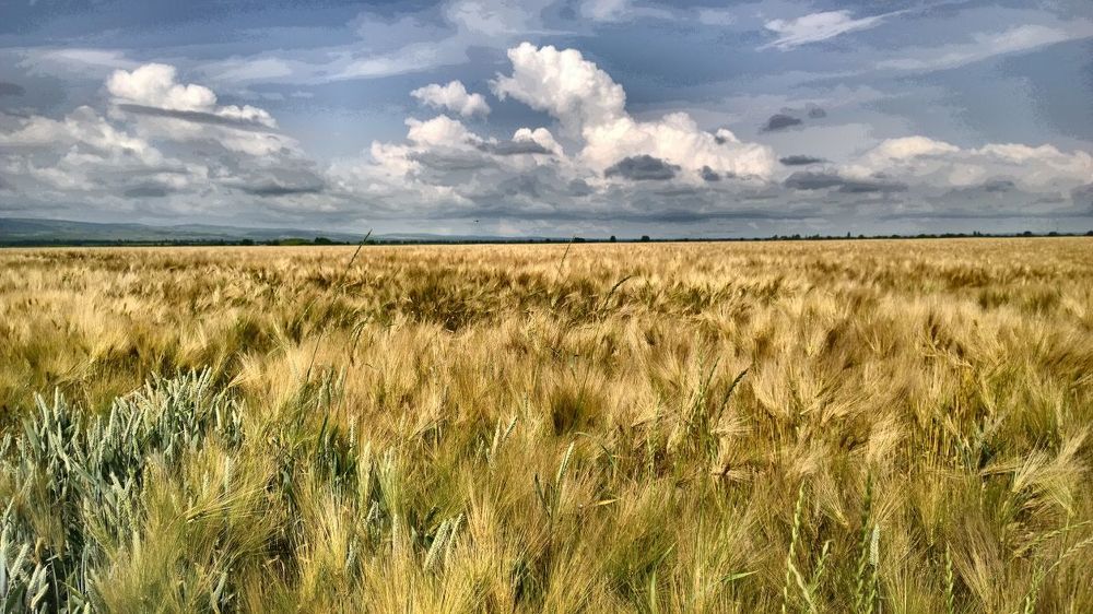 Скоро жатва