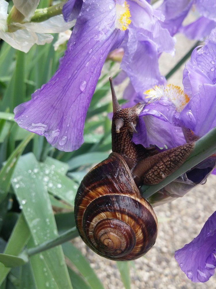 Сегодня на обед Ирис