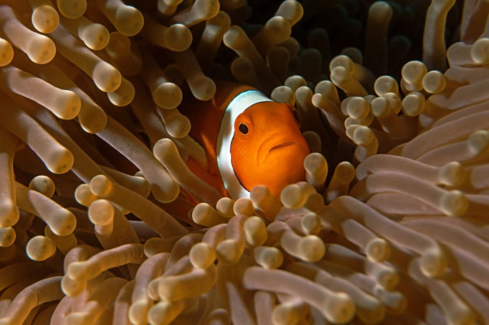 Photograph by Vadim Dyskin