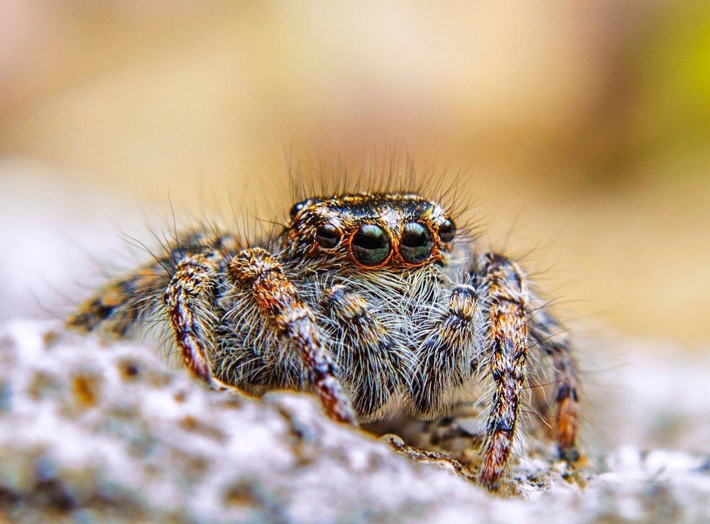 Мимо меня никто не замеченным не пробежит!