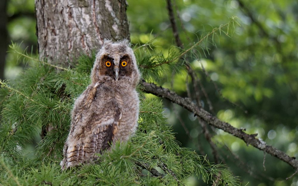 Недооперившийся