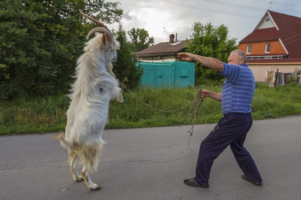 А за козла ответишь!