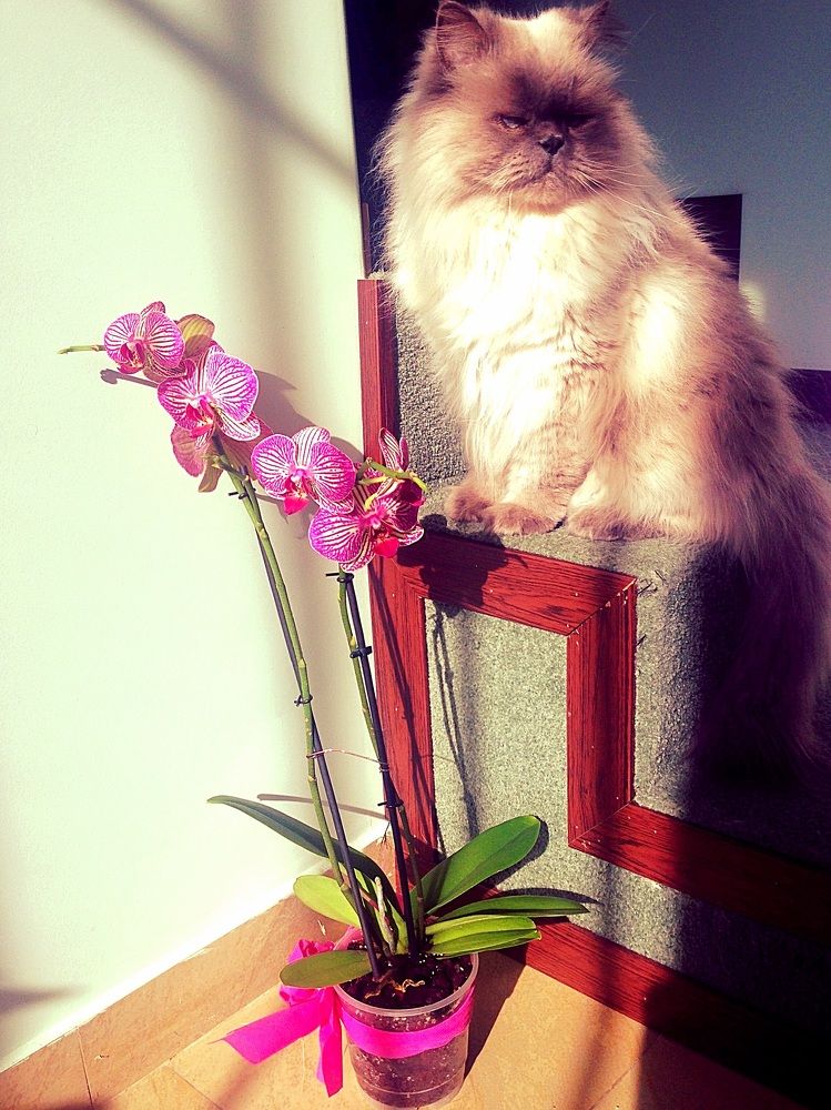 Photograph by Anna Hakhumyan