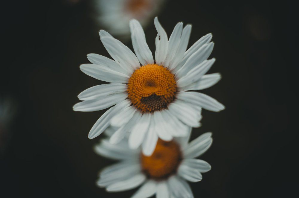 ро