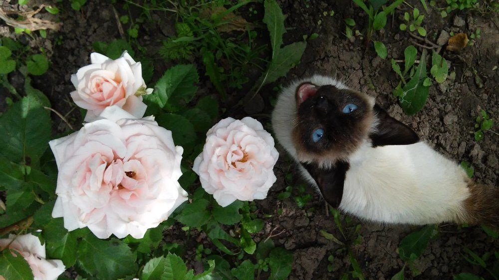 Cat Esthete