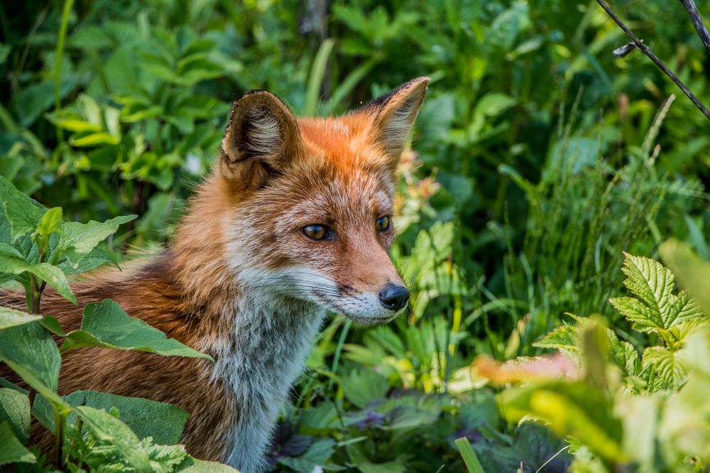 Лисичка острова Русский