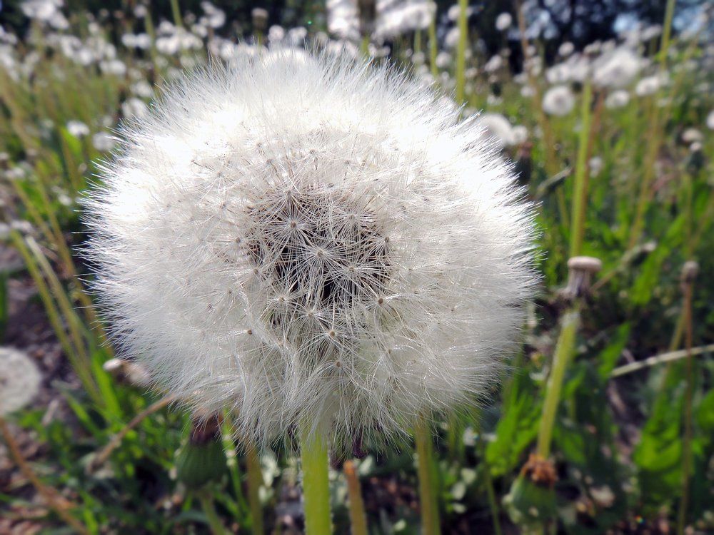 Одуванчик