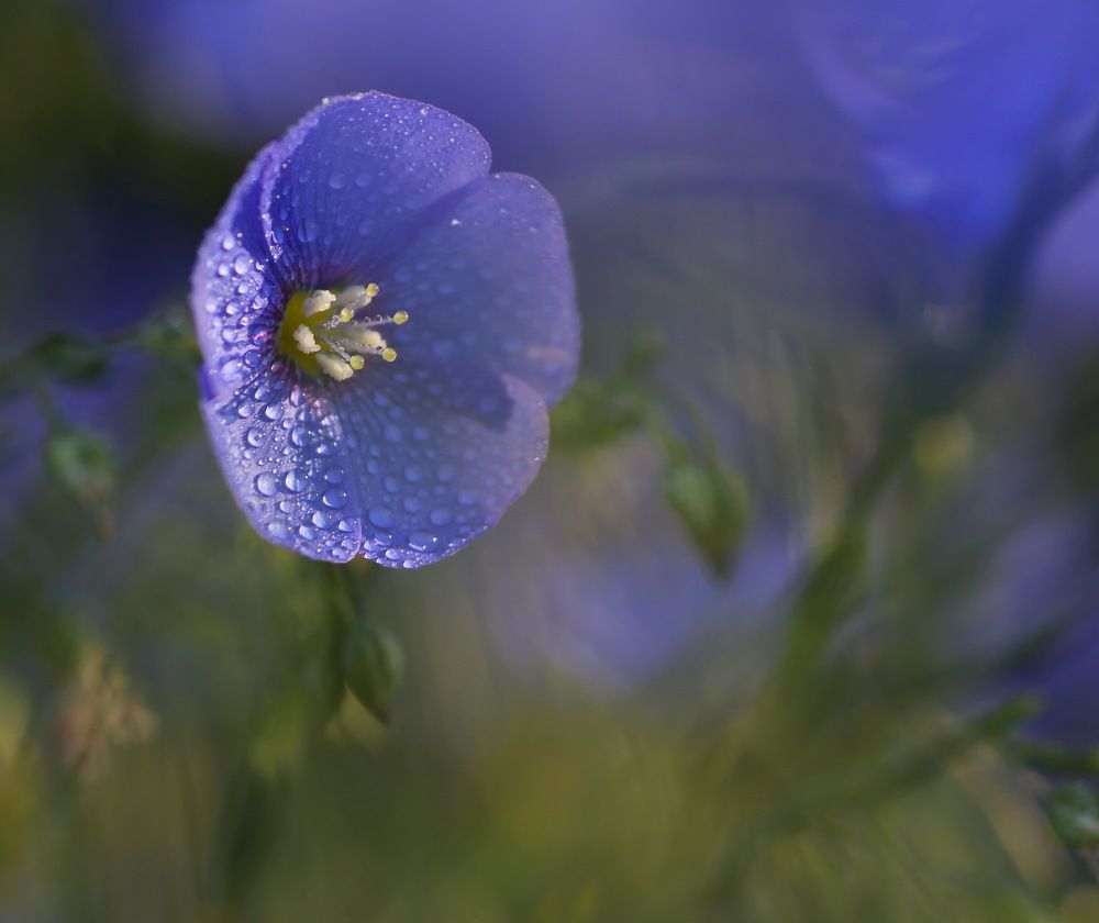 ... транслятор ...