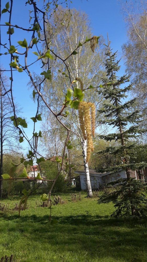 Серёжки берёзы
