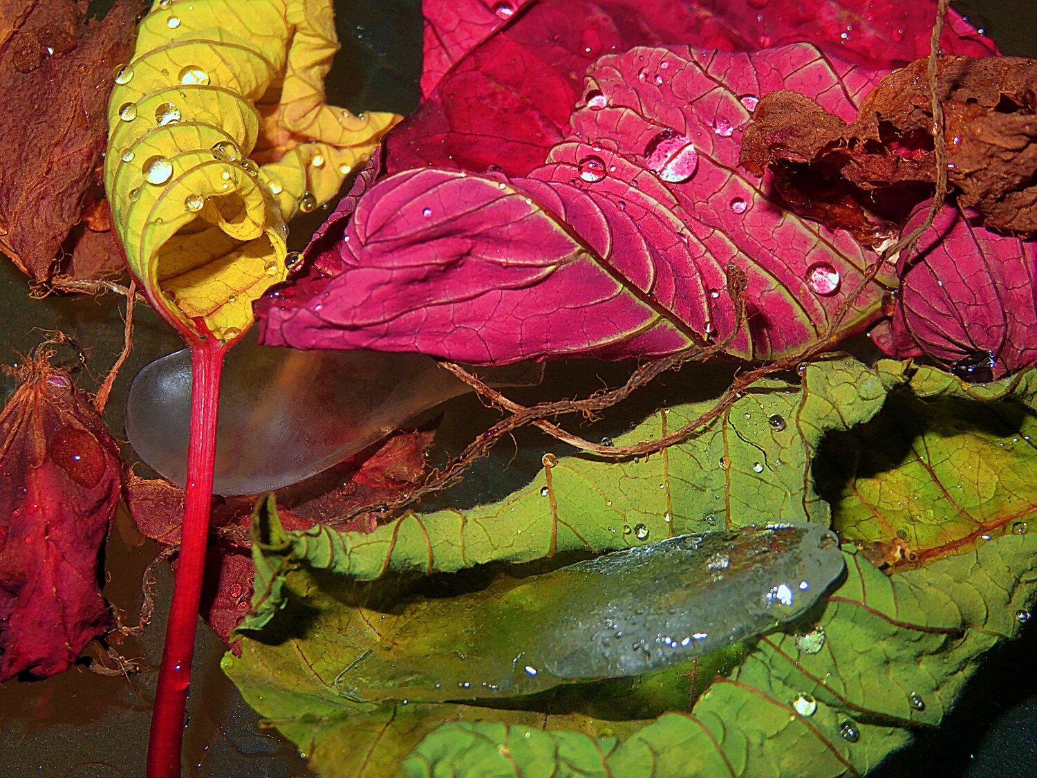 Photo #13250022