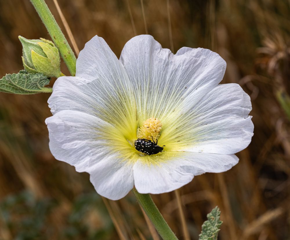Cetoniinae / жук Бронзовка