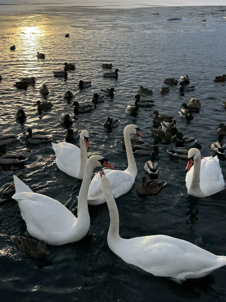 Photograph by Светлана Герасимук