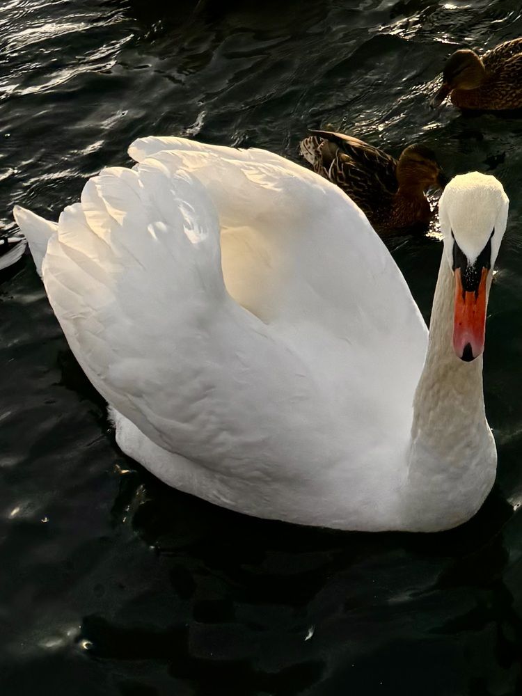 Photograph by Светлана Герасимук