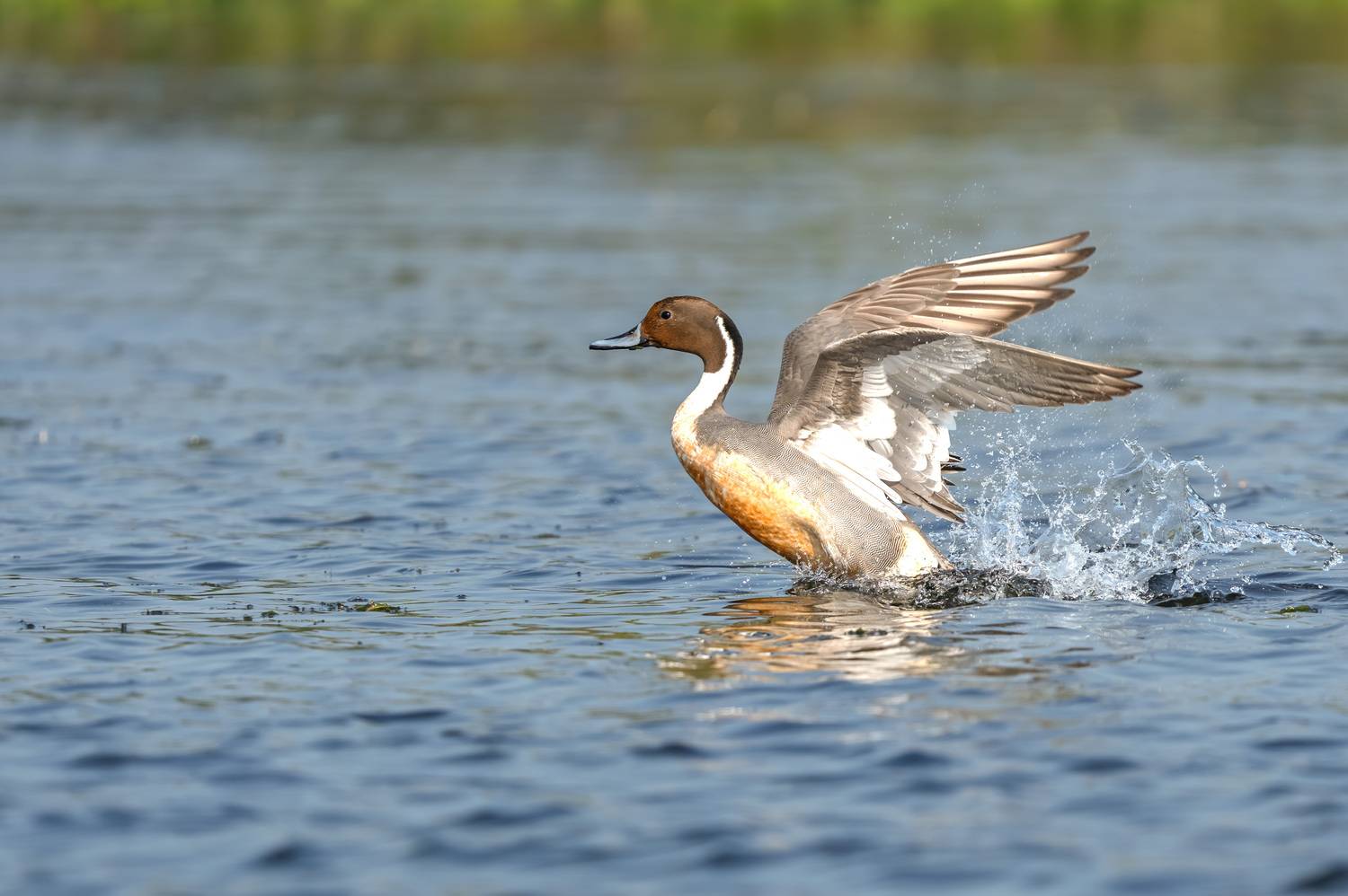 Through my lens, feathers shine